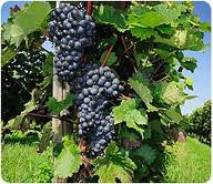 /album/ley-del-minimo/minimis-jpg/