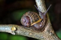 /album/adaptacion/ad-jpg/